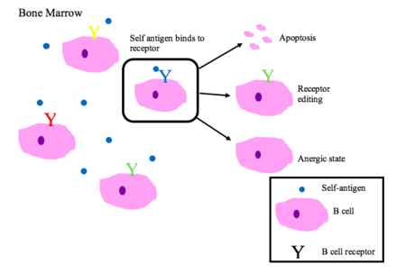 440px-B_cell_central_tolerance.png