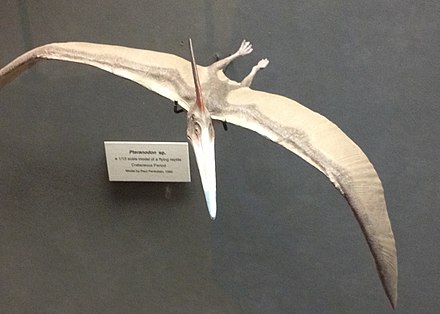 440px-Pteranodon.jpg