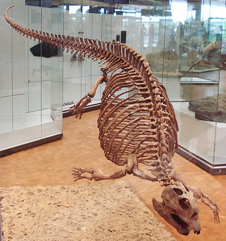 Placodus_gigas_2.jpg