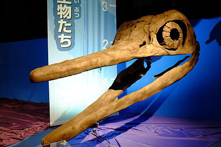 Shonisaurus_skull.jpg