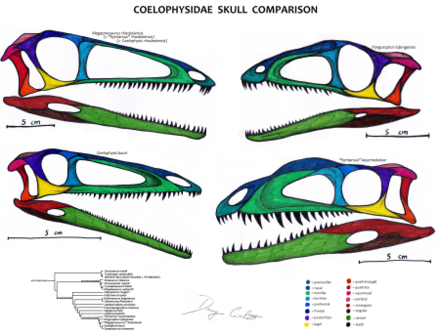 440px-Coelophysidae.png