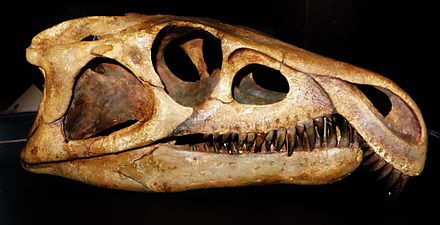 Archosaurus_rossicus_skull.jpg
