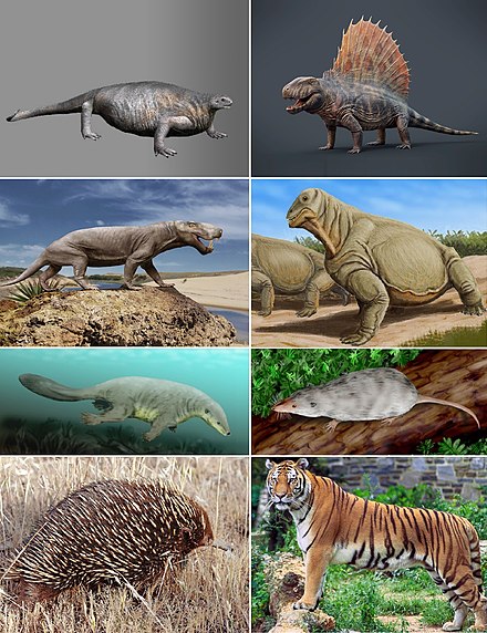 Synapsid_diversity_3.jpg