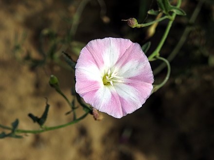 Convolvulus_arvensis_Hirankhuri.jpg