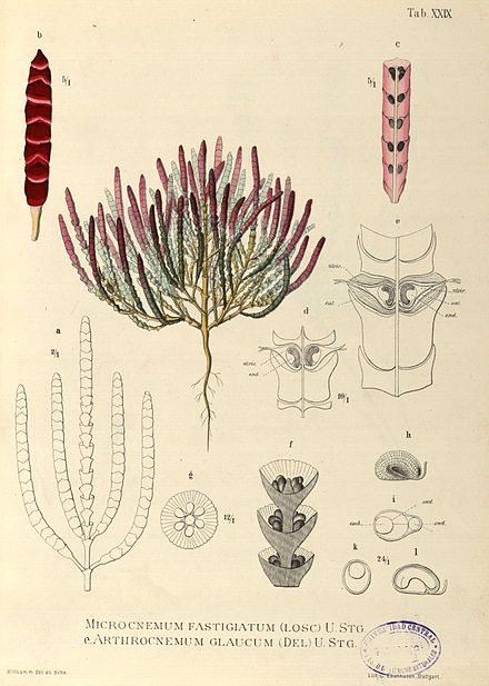 Microcnemum_coralloides.jpg