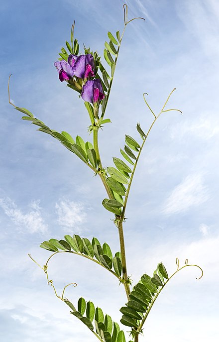 MHNT_Vicia_sativa.jpg