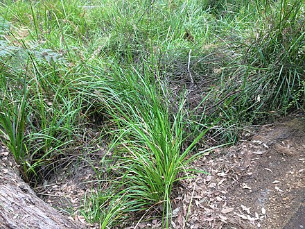 Lepidosperma_effusum.jpg