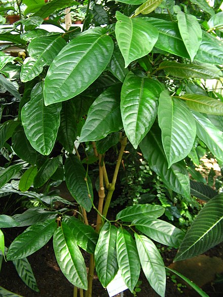Piper_longum_plant.jpg