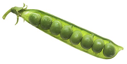 NCI_peas_in_pod.jpg