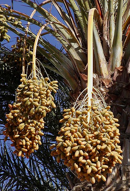 Dates_on_date_palm.jpg