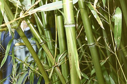 Bamboo.jpg