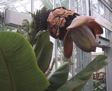 440px-Ensete_superbum.jpg