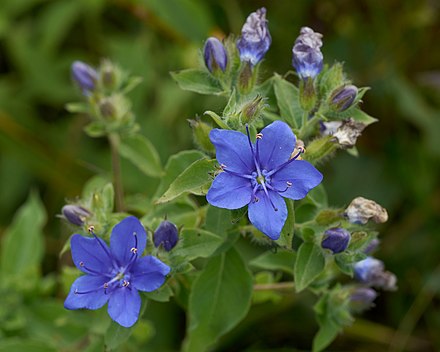 Hydrolea_ovata_Arkansas.jpg