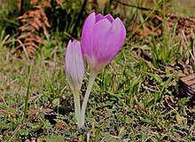 Colchicum_bivonae_scape.jpg
