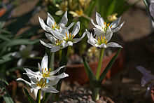 Colchicum_szovitsii_001_GotBot_2016.jpg