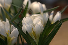 Colchicum_trigynum_GotBot_2016.jpg