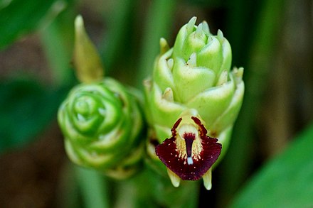 440px-Ginger_inflorescence.jpg