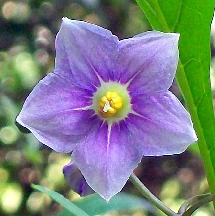 440px-Solanum_avicular_Chatswood.jpg