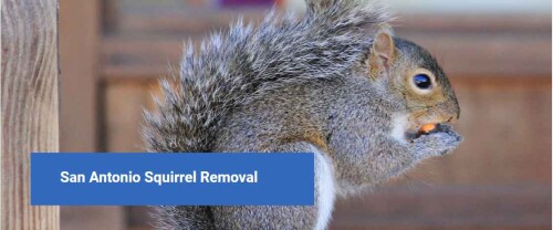 At Critterevictortx.com, we specialize in humane animal removal, exclusion services, and repair services in San Antonio and surrounding areas. Our quality work ensures that your critters are removed quickly and safely. Visit our site for more info.

https://critterevictortx.com/evict-squirrels/