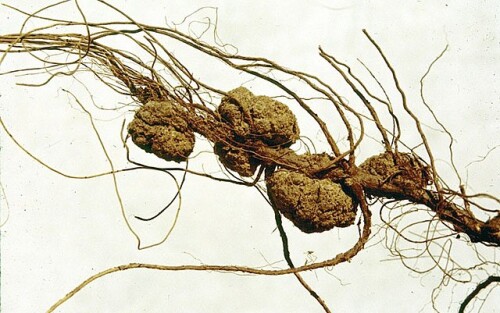 640px Agrobacteriumgall