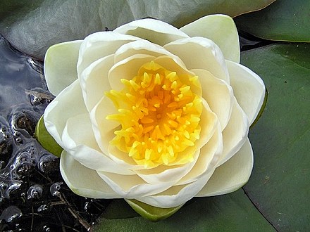 440px-Nymphaea_alba.jpg