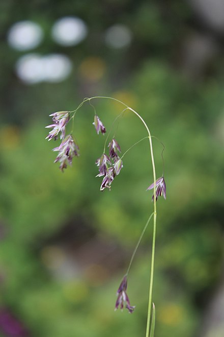 Colpodium_ponticum_49571482.jpg