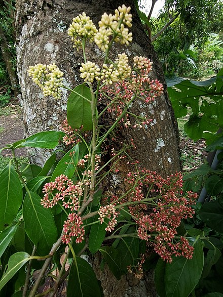 440px-Licaria_triandra.jpg
