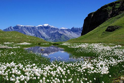 490px-GlarusAlps.jpg