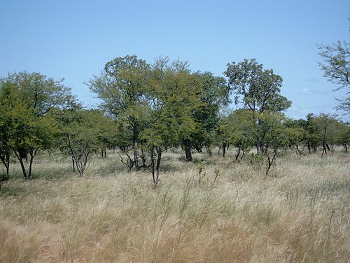 Acacia_Bild1086.jpg