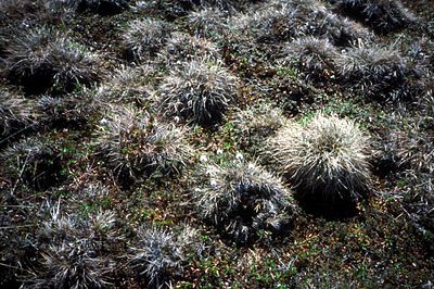 400px-Tussocks.jpg