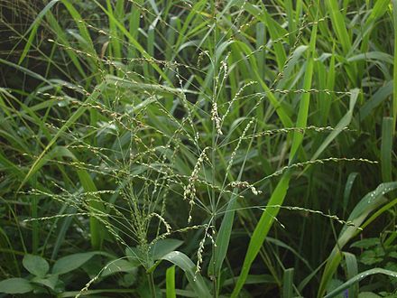 440px-Panicum_maximum.jpg