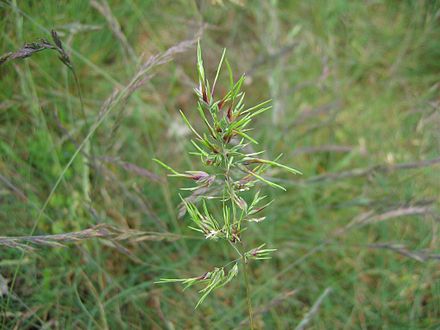 440px-Poa_bulbosa.jpg