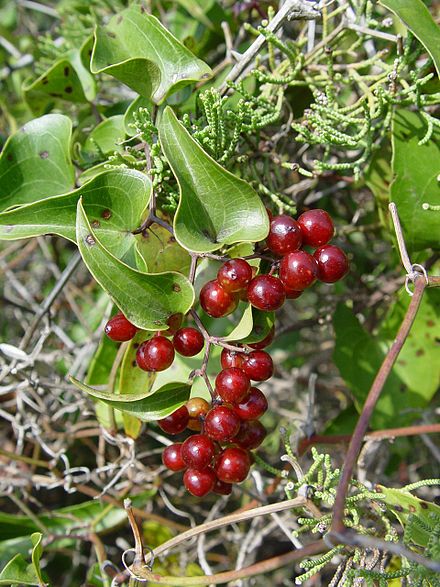440px-Smilax_aspera.jpg