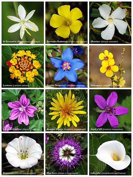 Flower_poster_2.jpg