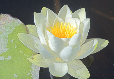 Nymphaea_alba_close_up.jpg