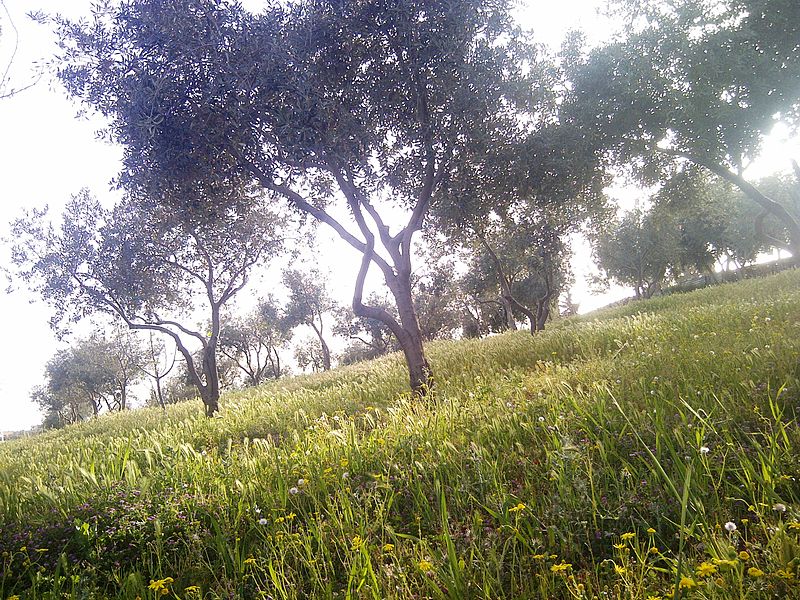 800px-Naour_in_Spring_2012.jpg