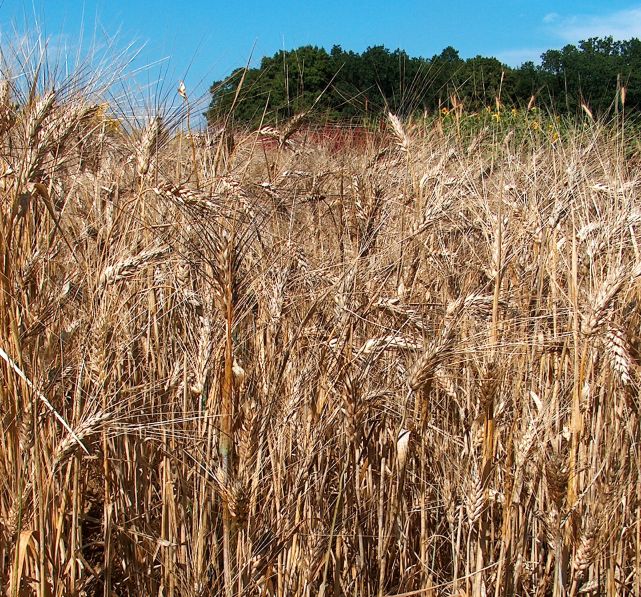Triticum_durum.jpg