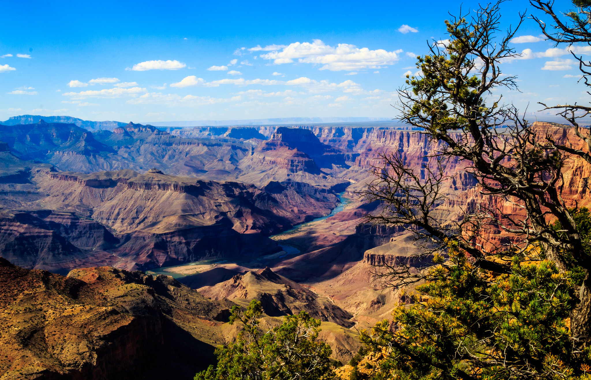 Canyon_River_Tree_165872763.jpg