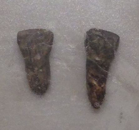 Teeth_of_Yuanmou_Man_Cast_-_cropped.png