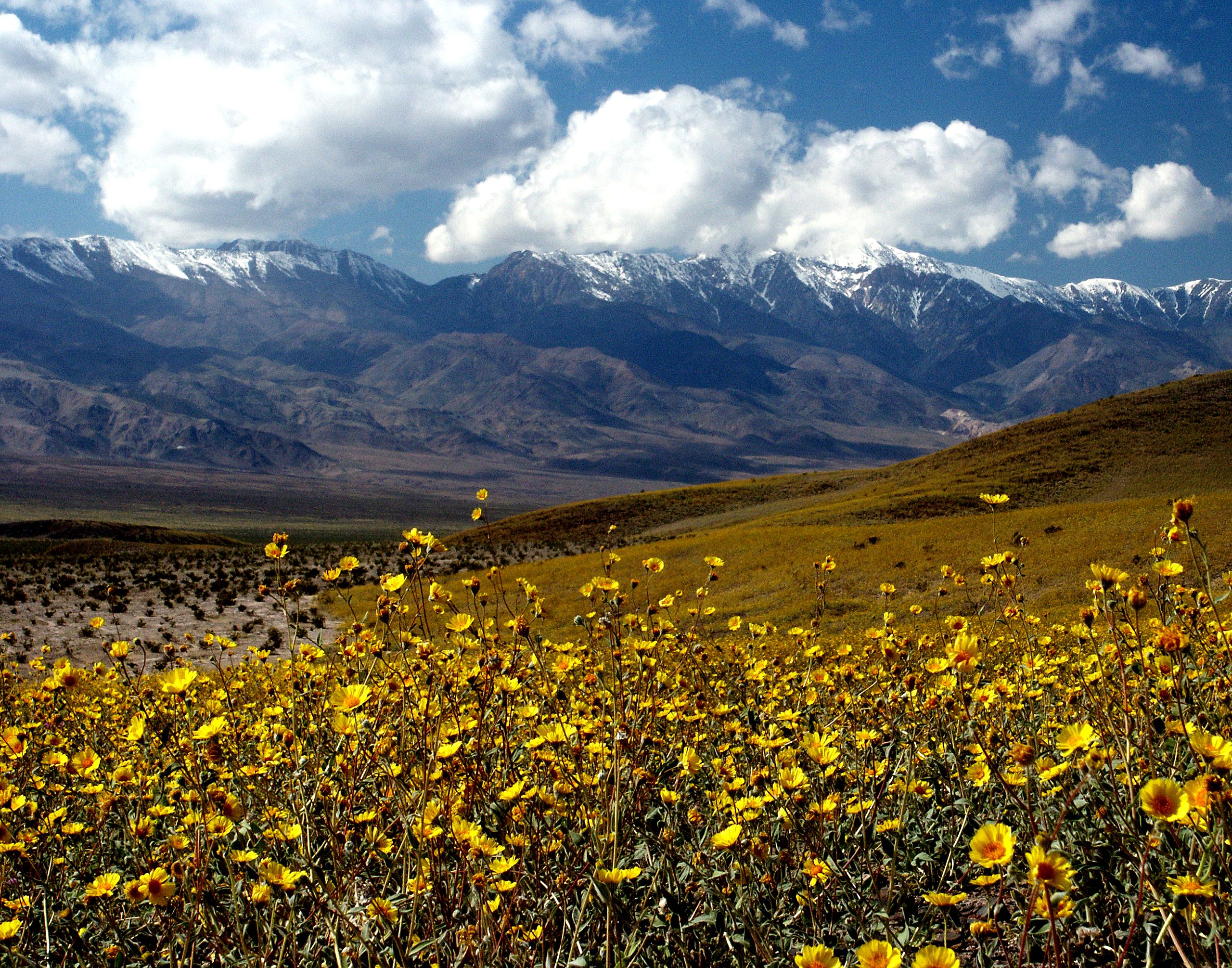 Death_Valley_Gerea_canescens.jpg