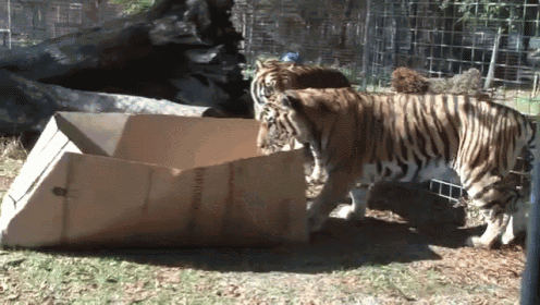 cats-tiger.gif