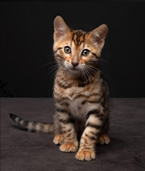 You've come to the right place if you're looking for the ideal Bengal kitten: Bengal Cat Club! Our breeders are committed to giving you the most lovable and healthy kittens and have years of experience in the business. Find your new best friend for the day by joining us!



https://bengalcatclub.com/bengal-cat-breeders/