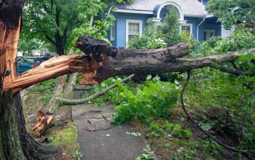 tree-storm-cleanup.jpg