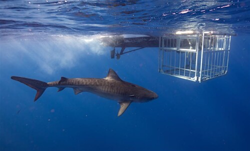 hawaiisharkencounters.com offers the exhilaration of cage diving with sharks and lets you explore the ocean's depths! As you get up close and personal with these magnificent creatures, get an adrenaline rush.



https://hawaiisharkencounters.com/shark-cage-diving/