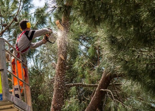 VisionTreeService.com is the premier tree service near you. Our experienced team provides quality, reliable service with an emphasis on safety and customer satisfaction. Let us help you care for your trees today!



https://visiontreeservice.com/