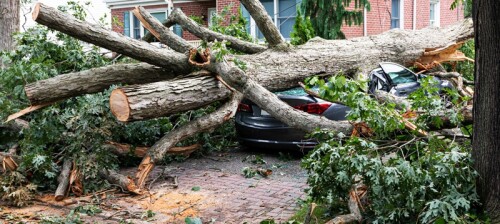 Keep a tree from endangering you and your loved ones. In your area, VisionTreeService.com offers prompt, expert tree removal services. Your happiness and safety are our guarantees!


https://visiontreeservice.com/