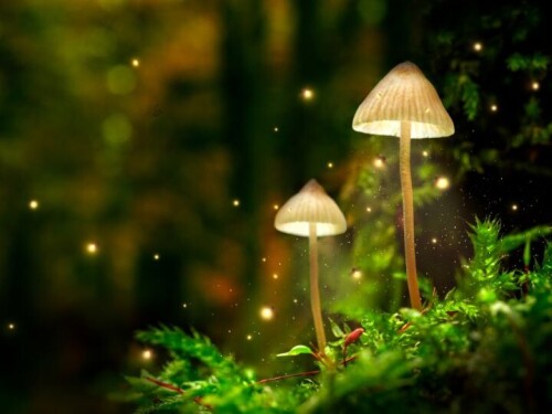 Dive into the fascinating realm of magic mushrooms in Washington DC and uncover their therapeutic and spiritual potential. From enhancing creativity to alleviating anxiety, discover the diverse benefits of these natural wonders. Join us on a journey of exploration and healing with magic mushrooms today!
Visit here -https://www.firehousedc.com/store/Magic-Mushrooms-c143972271