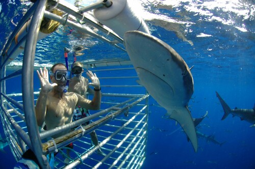 Take advantage of Hawaiisharkencounters.com to enjoy the excitement of shark viewing! Experience these magnificent animals in their own environment with our knowledgeable guides on our one-of-a-kind tours. Accompany us on our maritime exploration!

https://hawaiisharkencounters.com/faq/