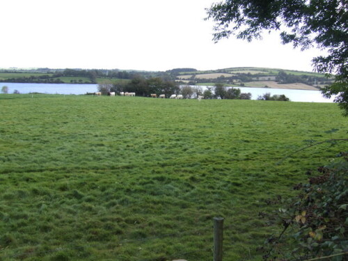 Dairy pasture by the River Lee geograph.org.uk 575226