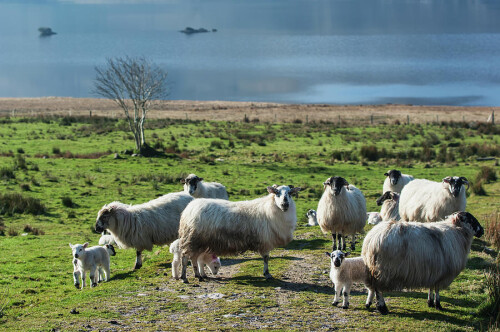 sheep near cloonaghlin lough james sparshatt design pics